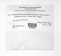 Peridermium conorum-piceae image